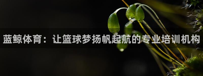 富联平台马 411O31 富联：蓝鲸体育：让篮球梦扬